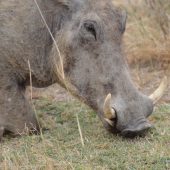  Ngorongoro Crater, TZ